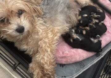 Adorable Yorkie Puppies – Ready Soon! 🐾✨