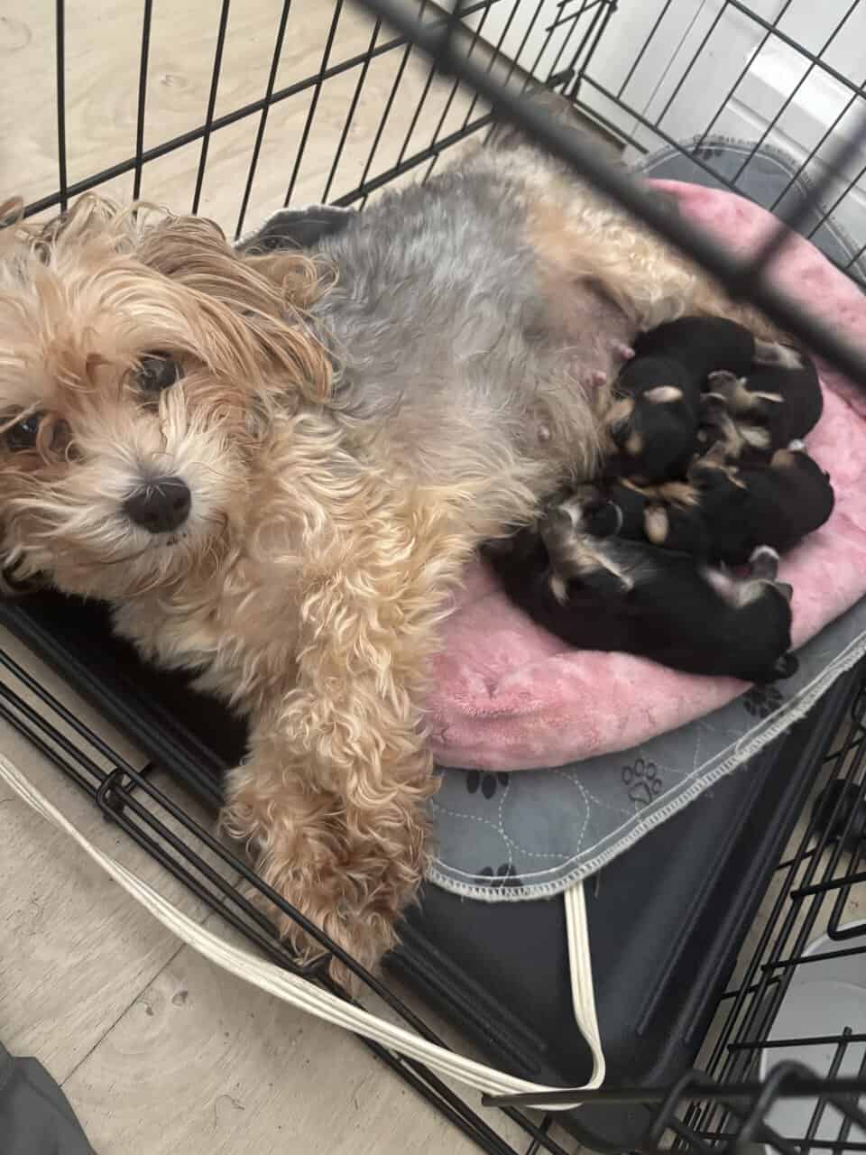 Adorable Yorkie Puppies – Ready Soon! 🐾✨ image 1