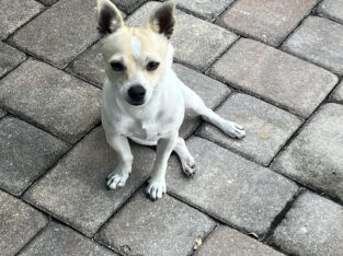 Male Chihuahua puppy his birthday is October 14 he