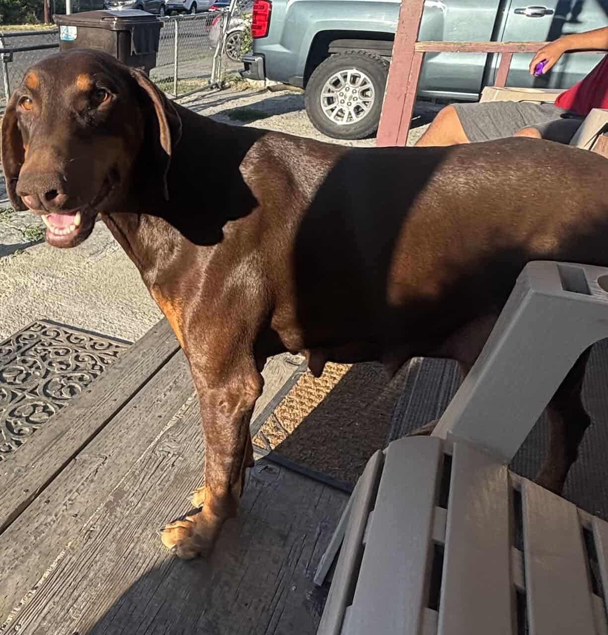 Purebred Doberman Puppies image 7