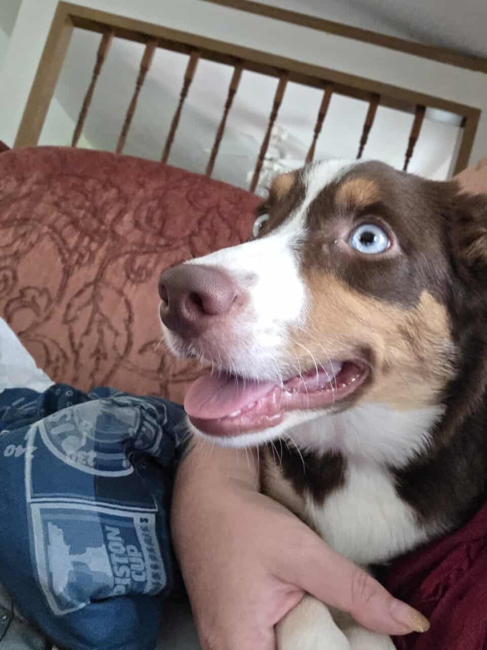 Mixed pup image 2