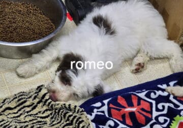 Portuguese Water Dog Puppies