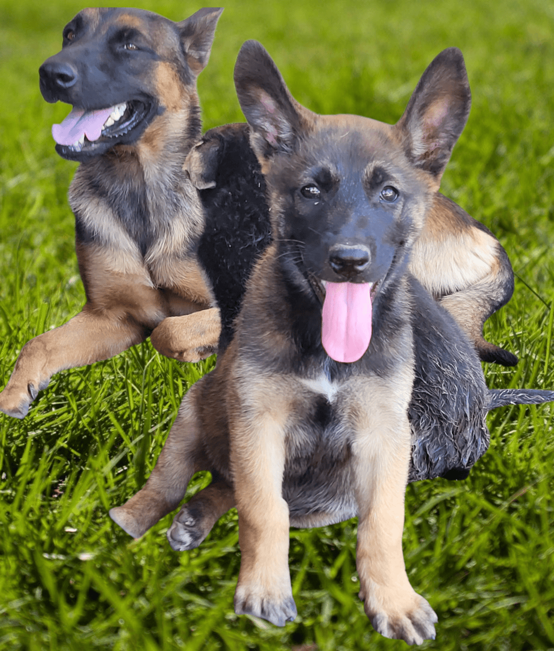 German Shepherd image 1