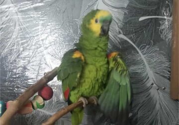 Parrots amazon blue with cage and tree.