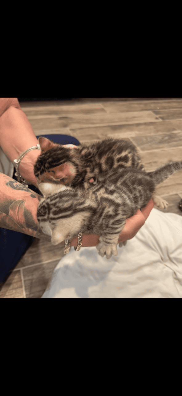 Bengal Kittens Available image 6