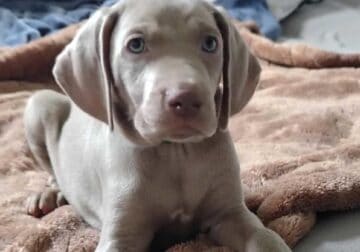 AKC Weimaraner Males Silver Blue