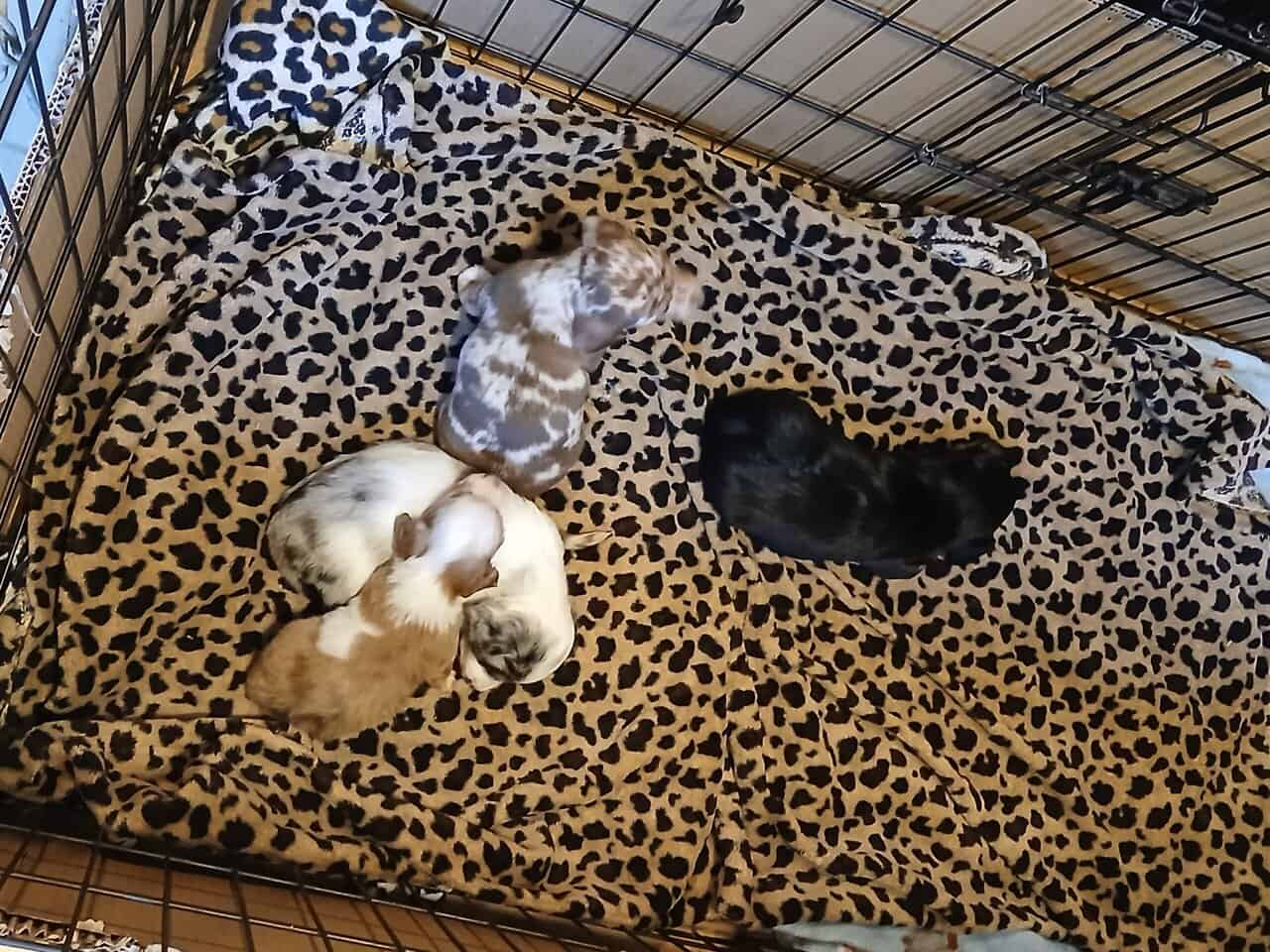 Dachshund puppies image 14