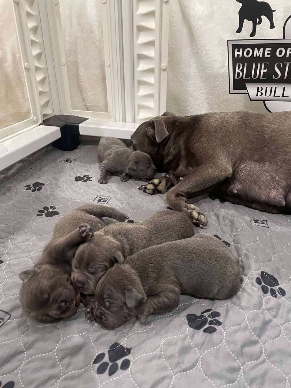 Staffordshire Bull Terrier Puppies For Sale image 1