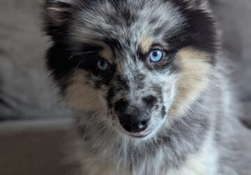 Pomsky 2nd generation