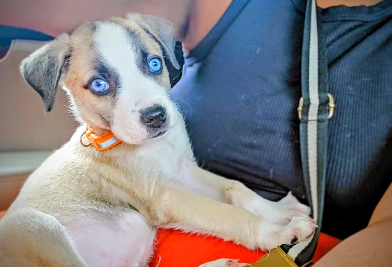 Labrabull puppies image 3