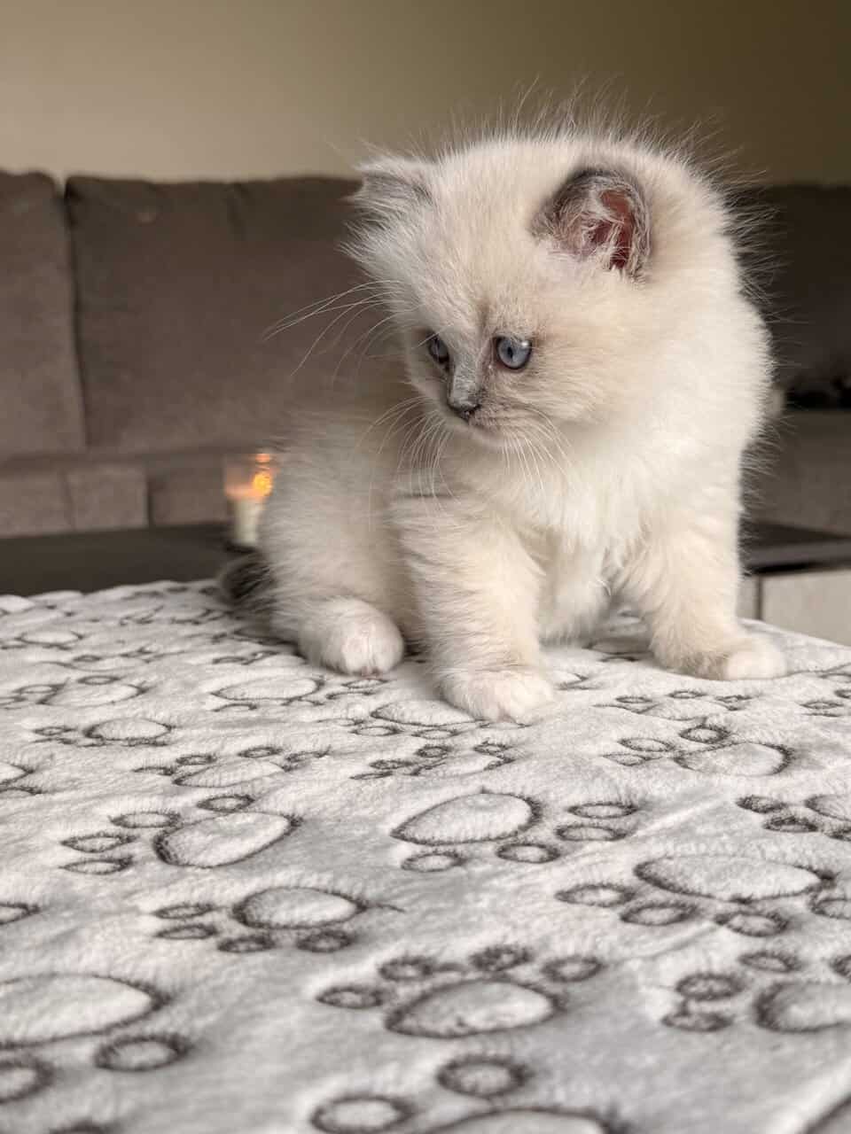 Ragdoll kittens for sale image 5