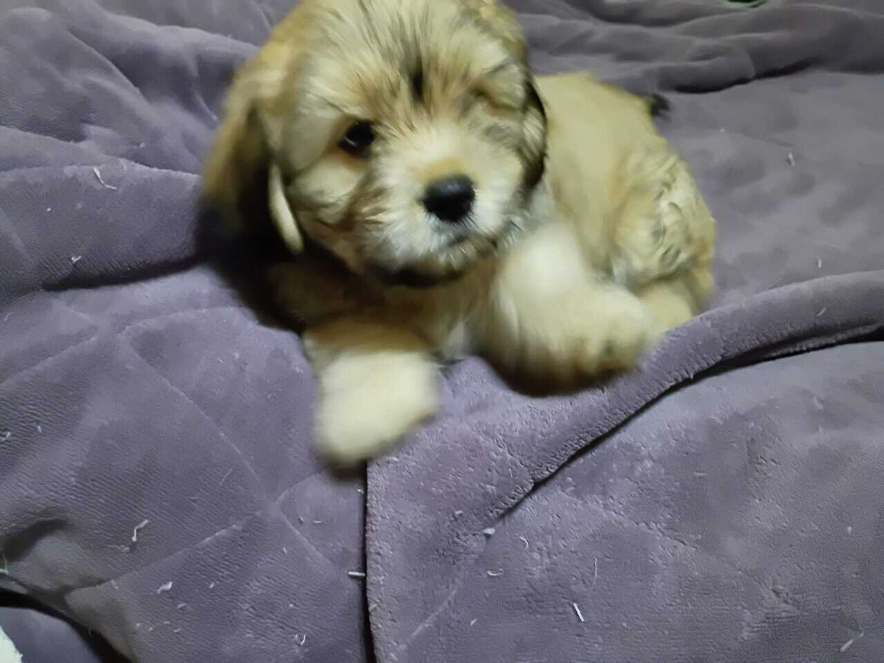 Puppies image 3