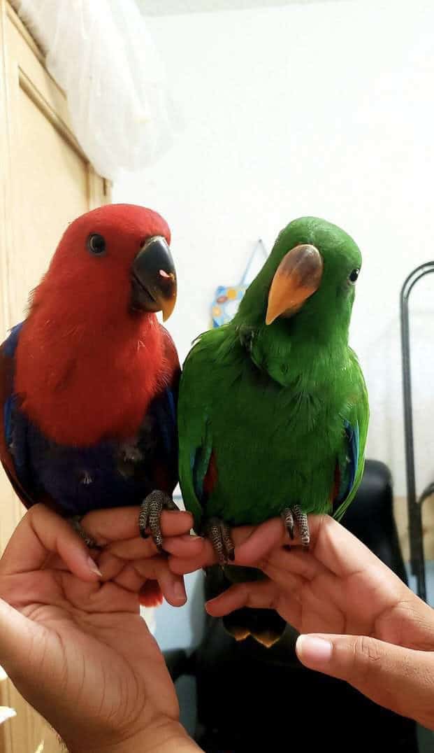 Eclectus Parrots - Tame & Playful image 1