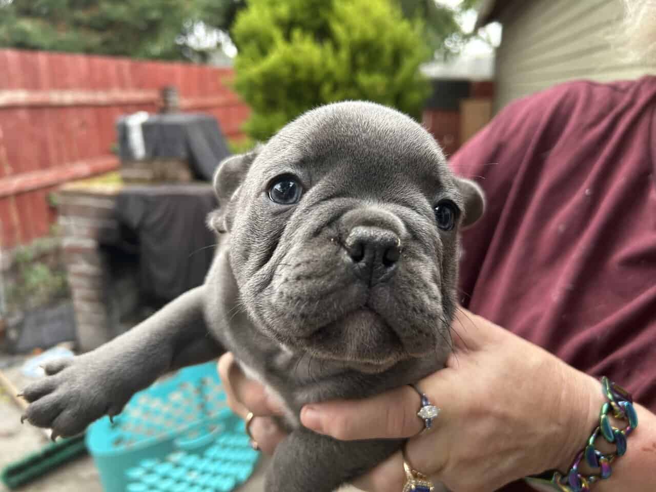 Excotic Bully image 4