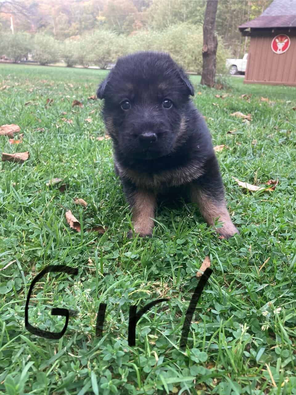 German Shepard puppies image 1