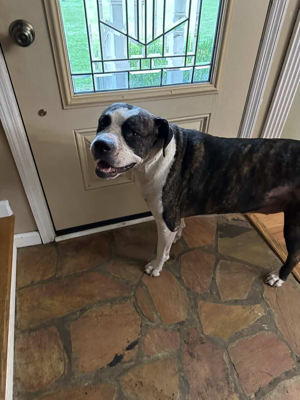 Free Dog image 2