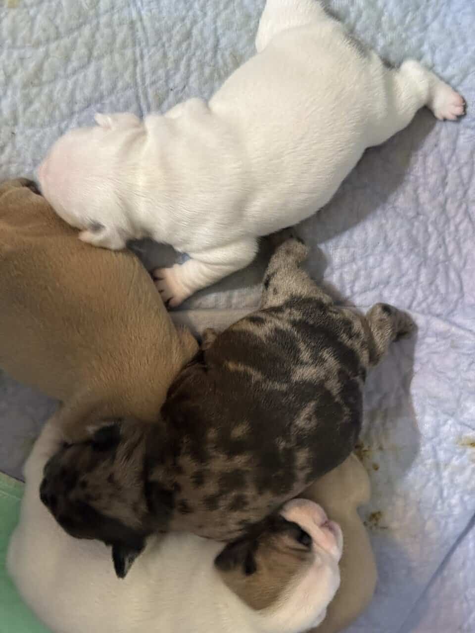 French bulldog babies image 10