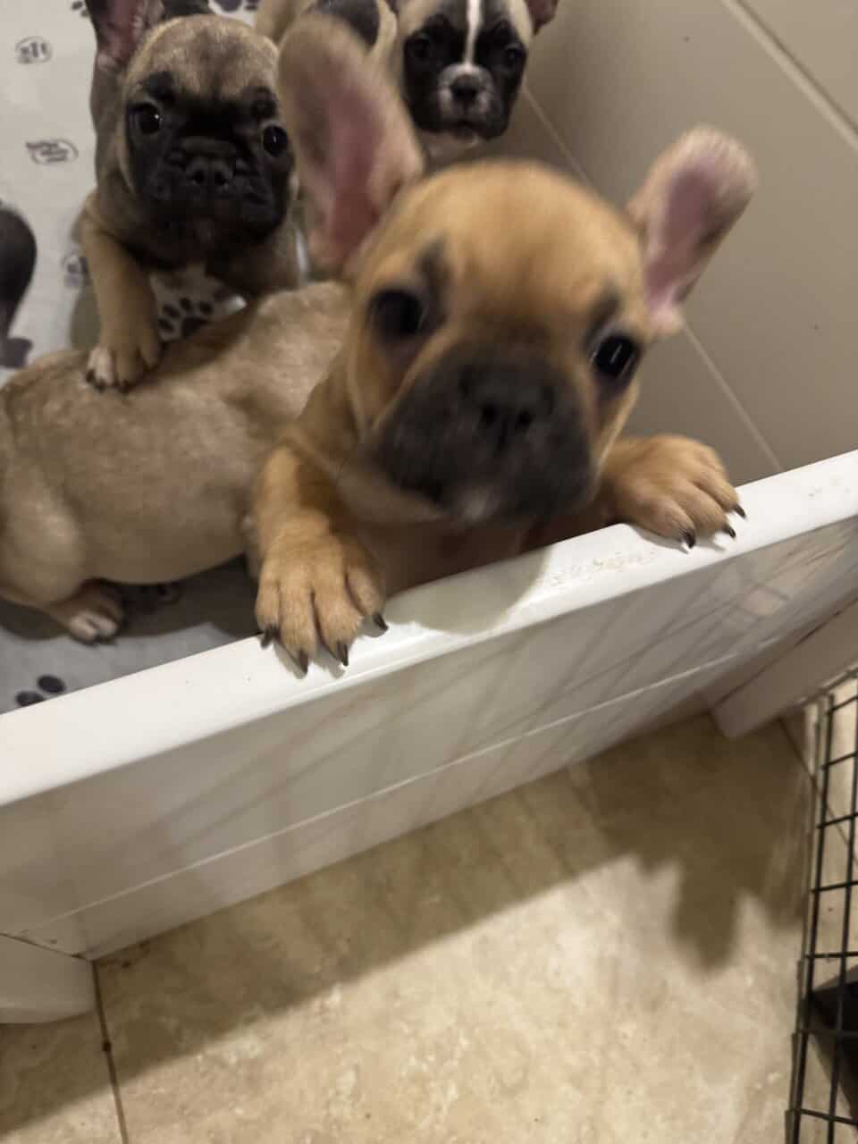 French Bulldog puppies image 16