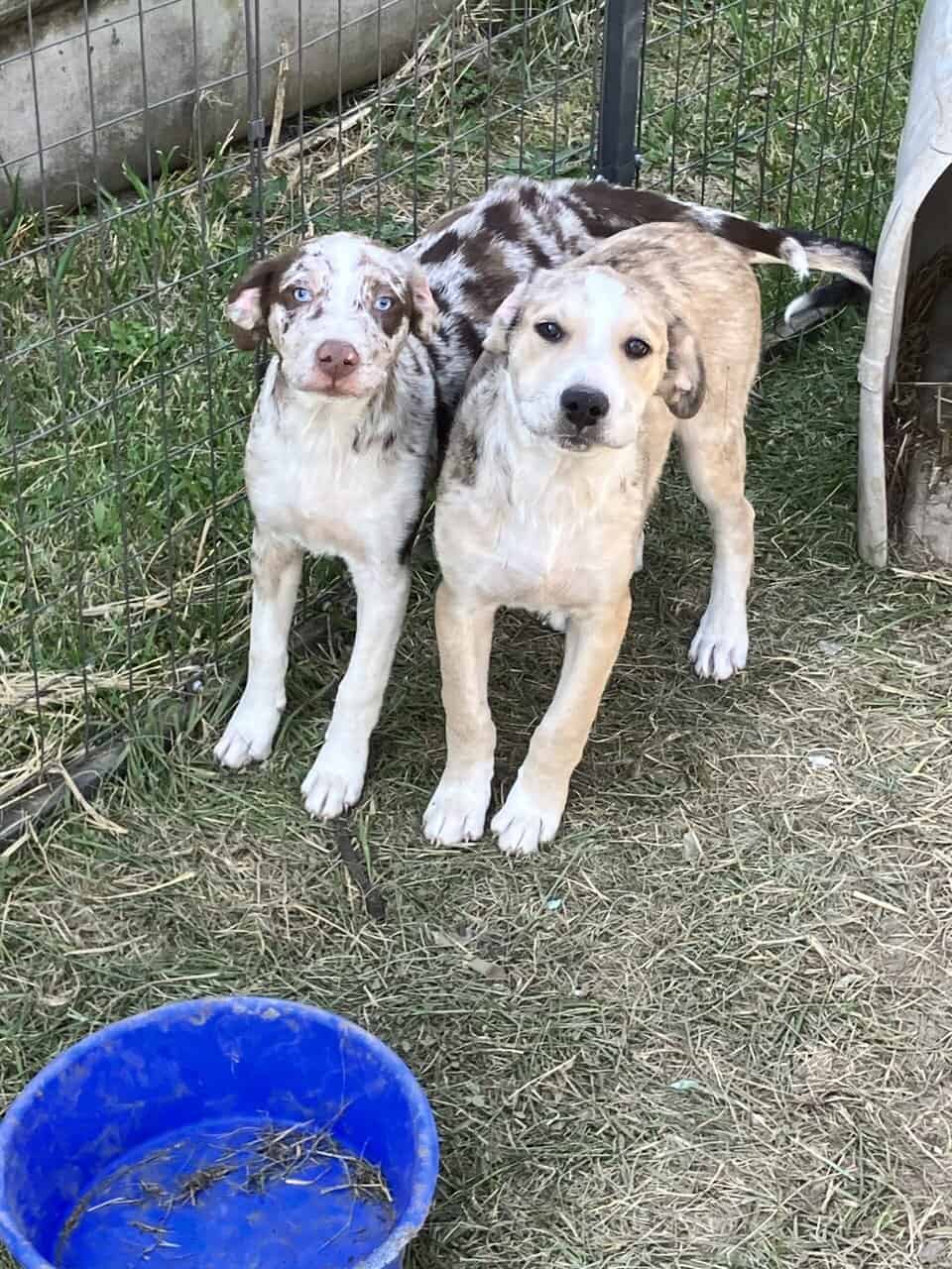 2 beautiful pups image 2