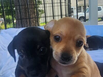 Chiweenie puppies for sale