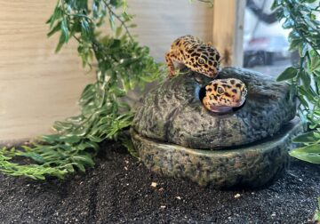 Young Leopard Gecko, difficult eater
