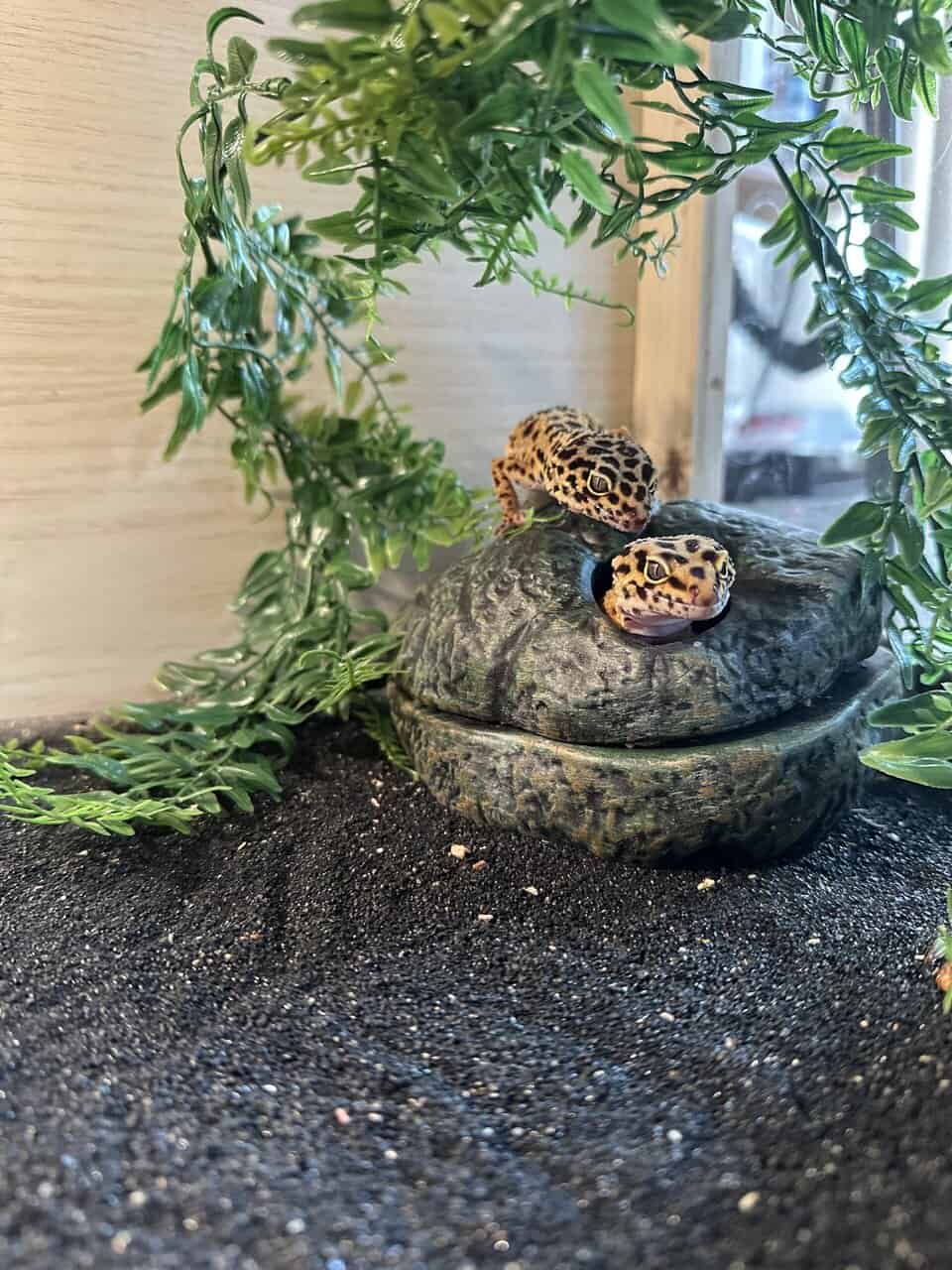 Young Leopard Gecko, difficult eater image 1
