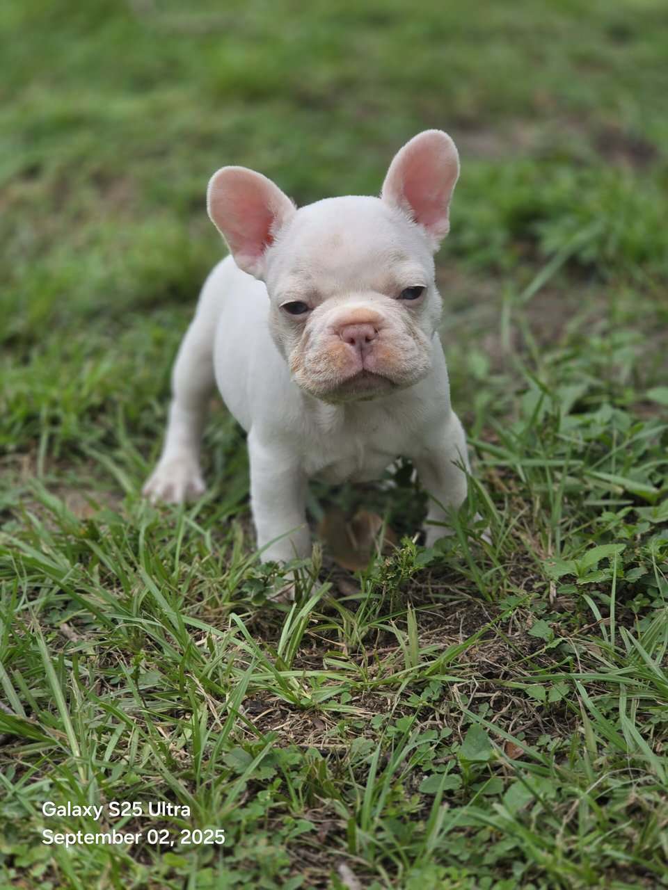 French bulldog babies image 5