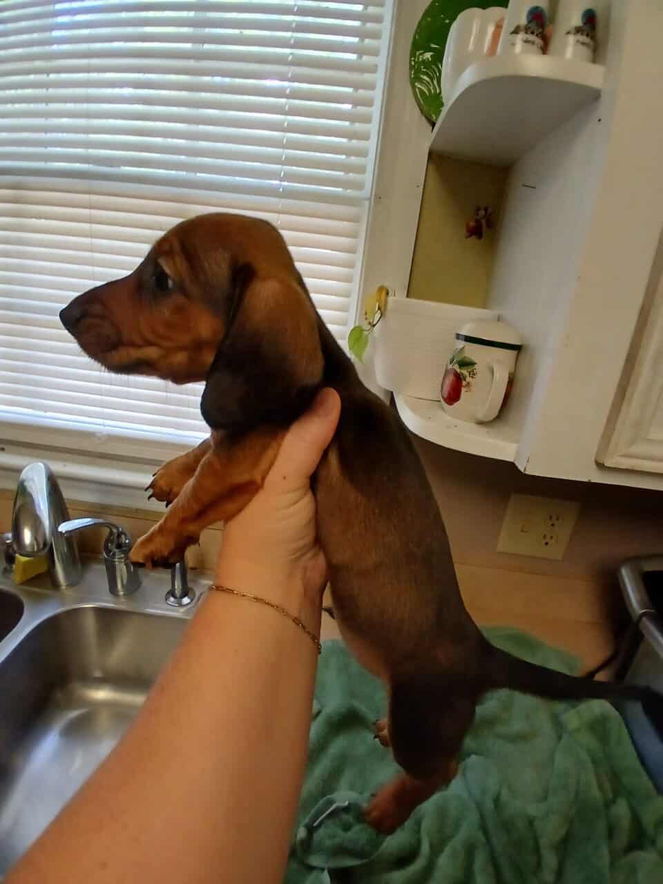 Dachschund puppies mini image 4
