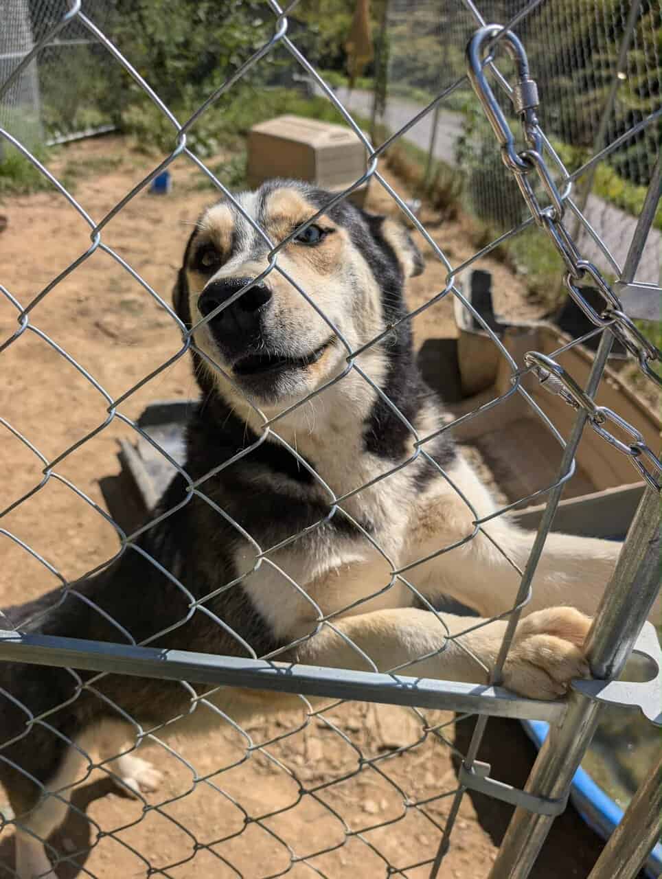 Husky mix needing new home image 2