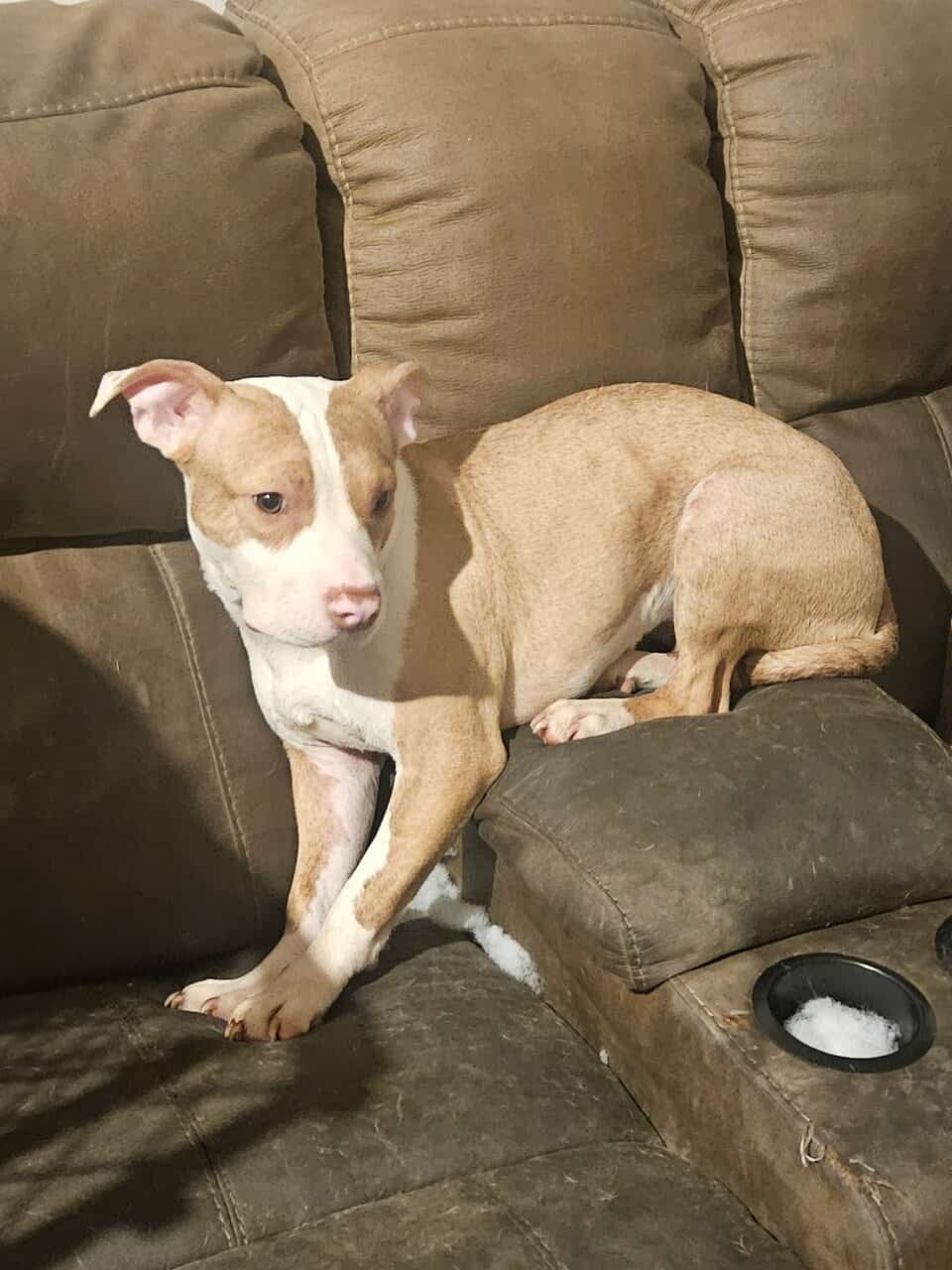 American Staffordshire Puppy image 2