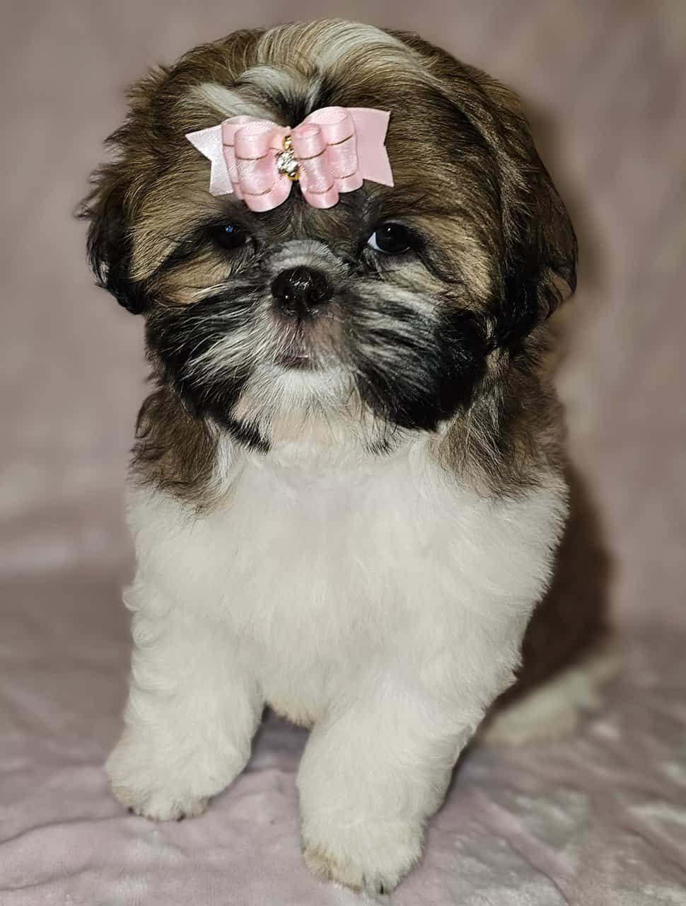 Shihtzu puppies image 2