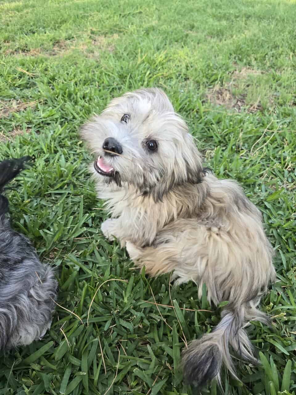 Available Puppies image 4