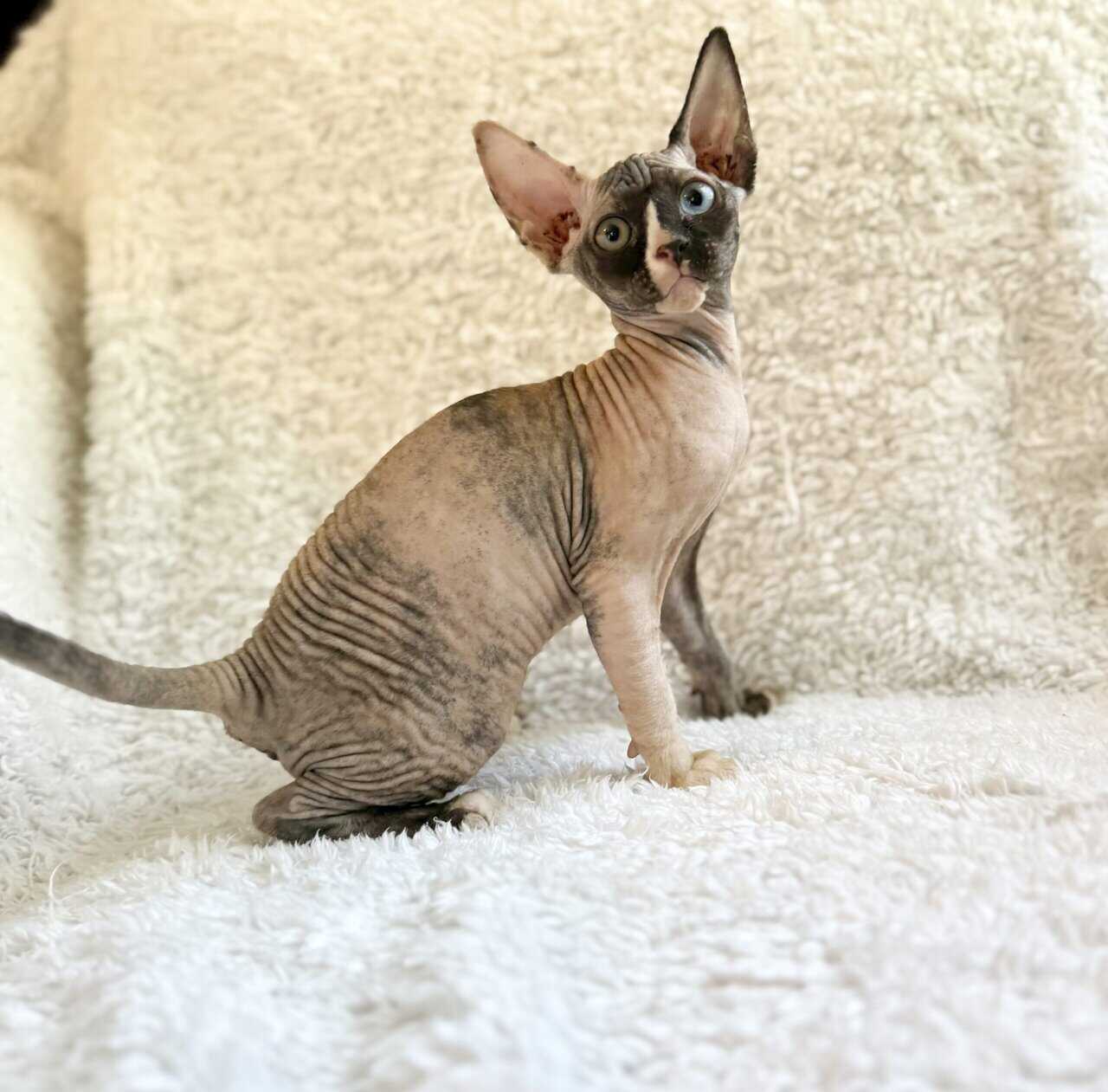 Sphynx kittens image 3