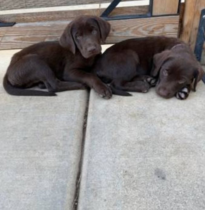 Chocolate labradors (F) image 2