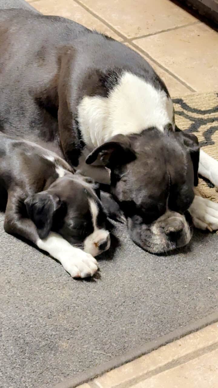 Boxer Puppies image 14