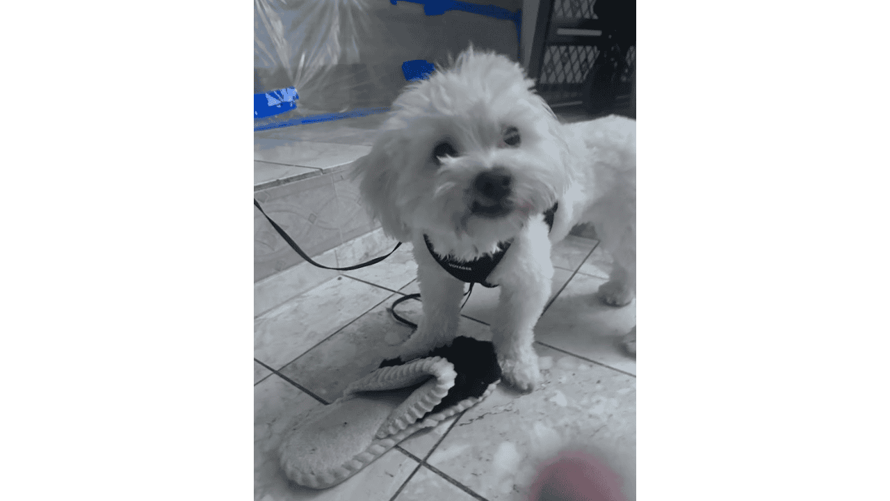 🐾 Meet Panda & Snow 🐾 image 6