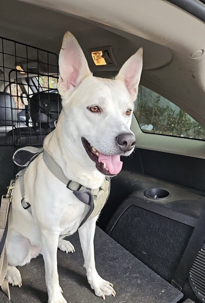 Rehoming image 1