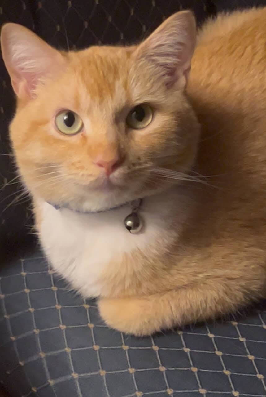 ✨ Rehoming Beautiful 1-Year-Old Cat – Ollie ✨ image 9