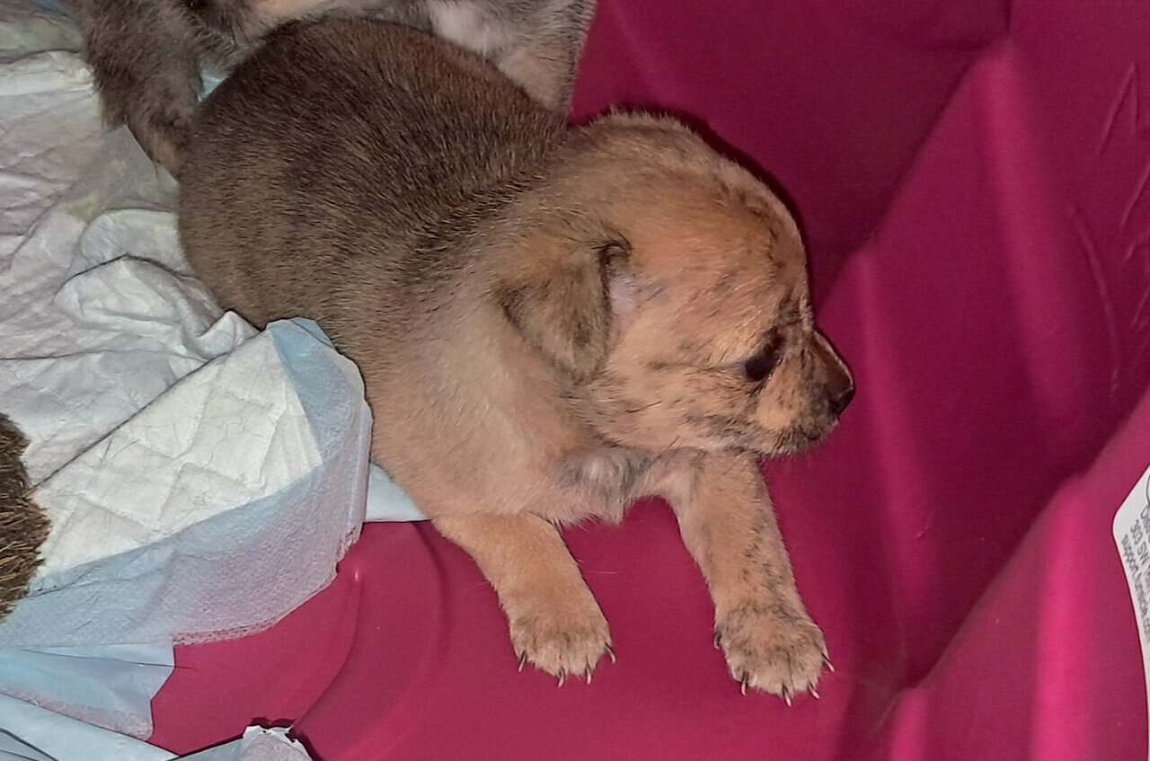 Litter of 4 born 8/1 Chihuahua and Chichi image 8