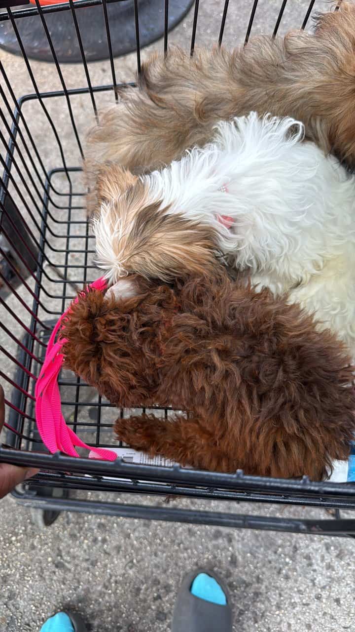 Meet Charlie Cooper- Playful, Loving Puppy image 3