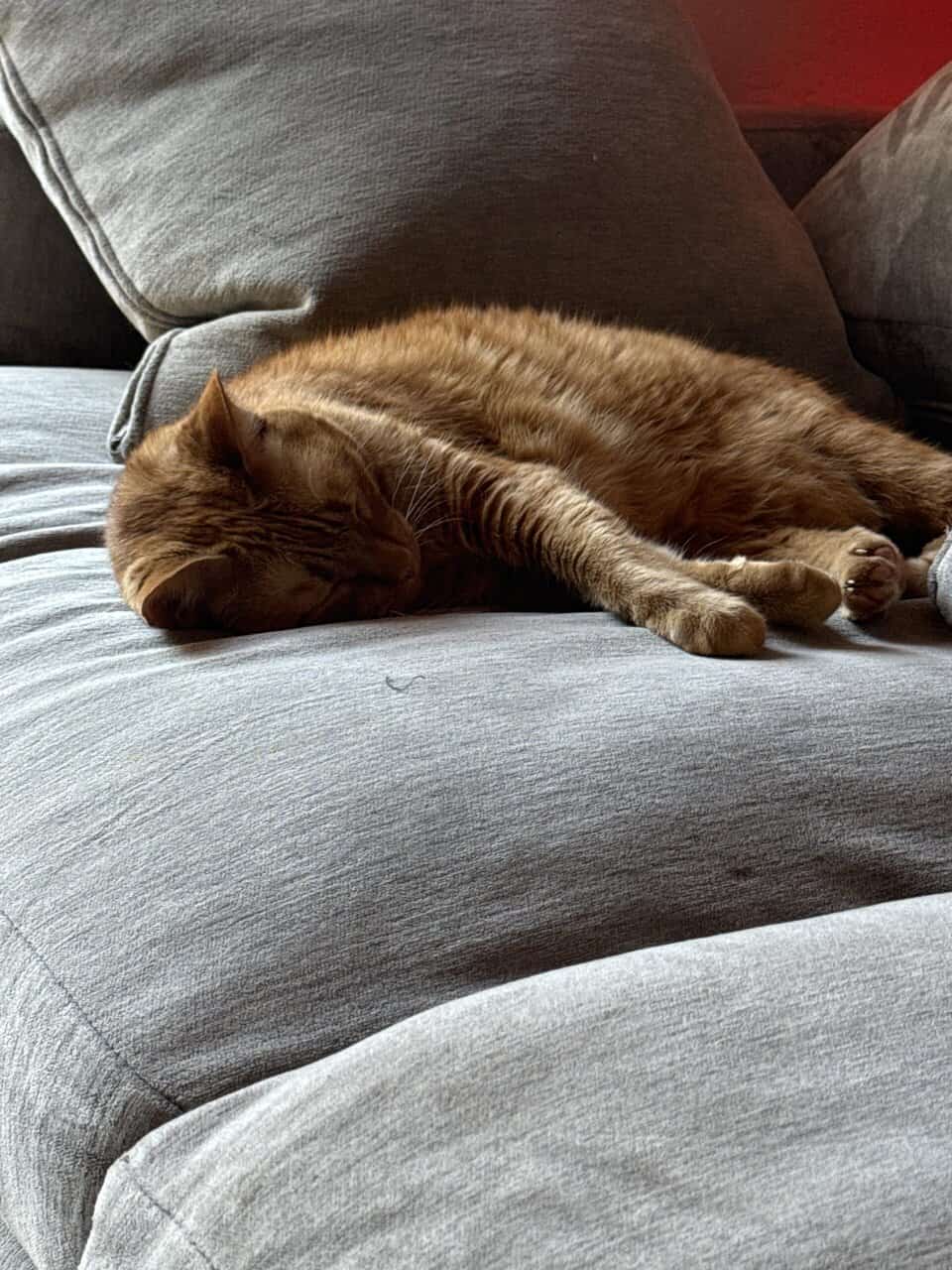 Handsome laid back and sweet tabby. image 6