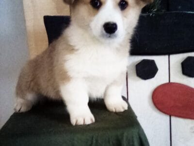 Pembroke welsh corgi male zen
