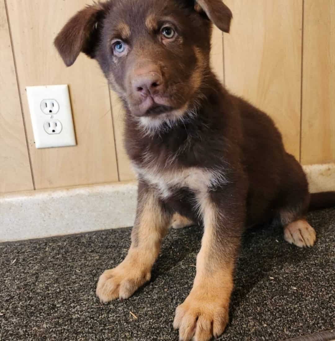 AKC German Shepherd Puppy image 3