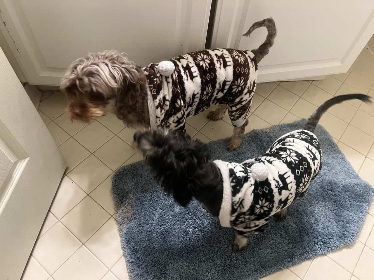 Yorkie Poo image 3