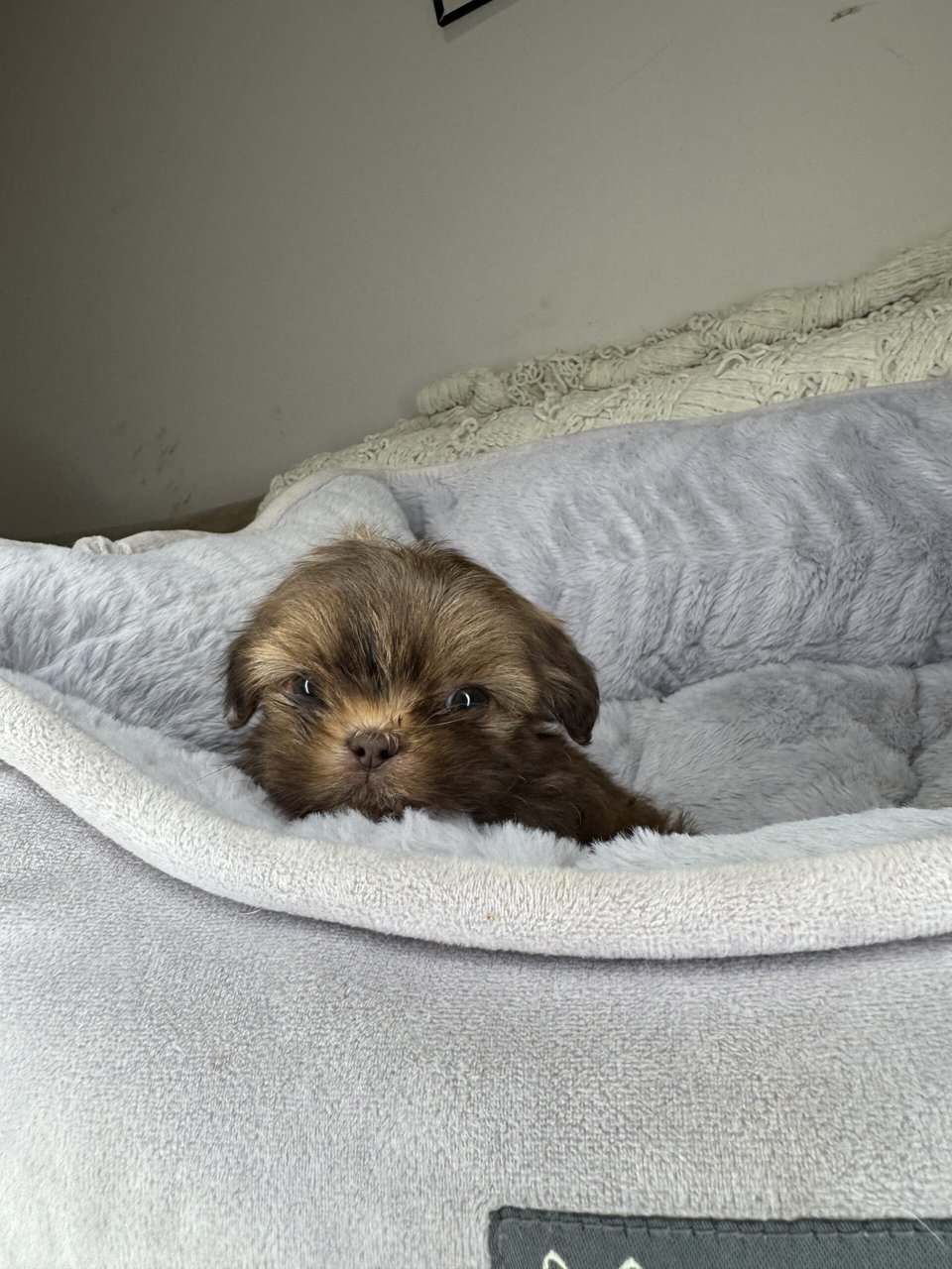 Shih Tzu Boy Puppy (Chester) image 3
