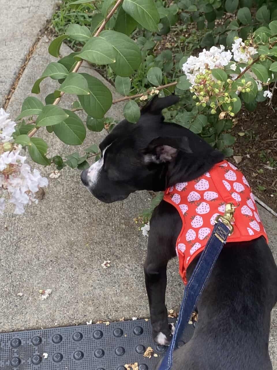 willow urgently needs a home! image 13