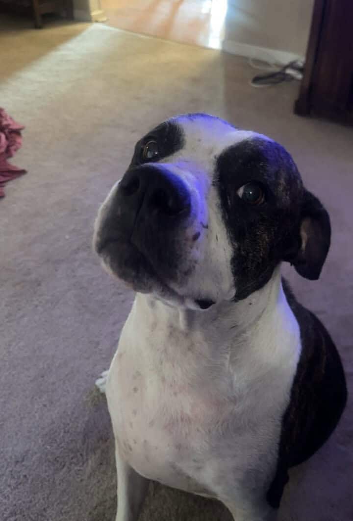 Free Dog image 1