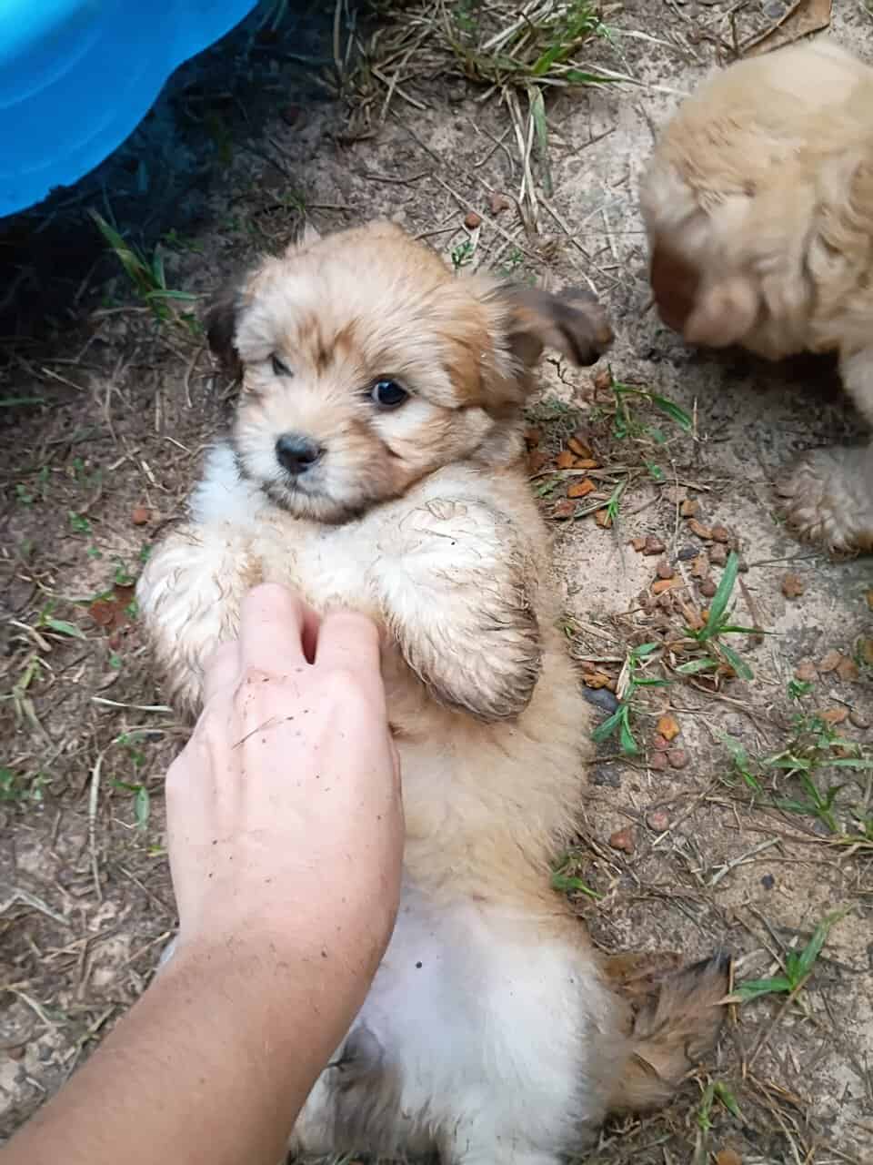 Puppies image 7