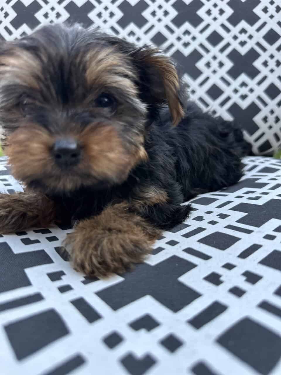 Puppies for sale - Leo image 2