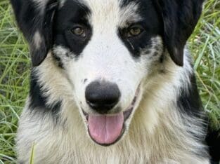 Australian Shepherd
